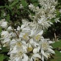 Deutzia taiwanensis fleur P1D P26